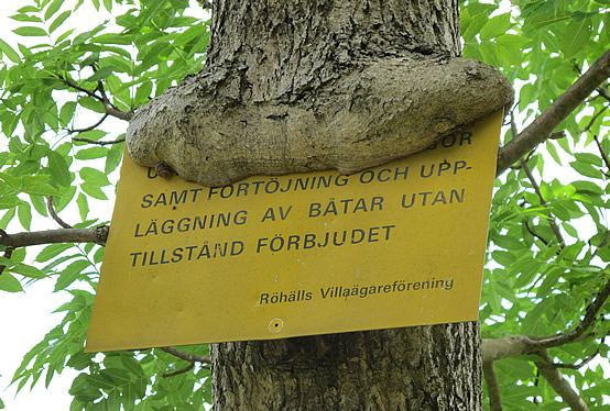 Träd i Röhäll
